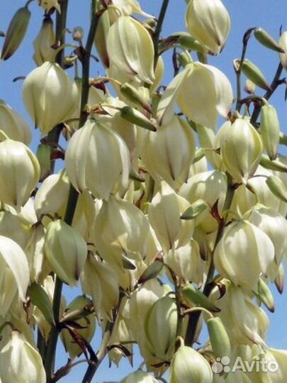 Кактус Опунция, юкка (пальма)