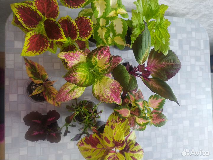 Колеус набором