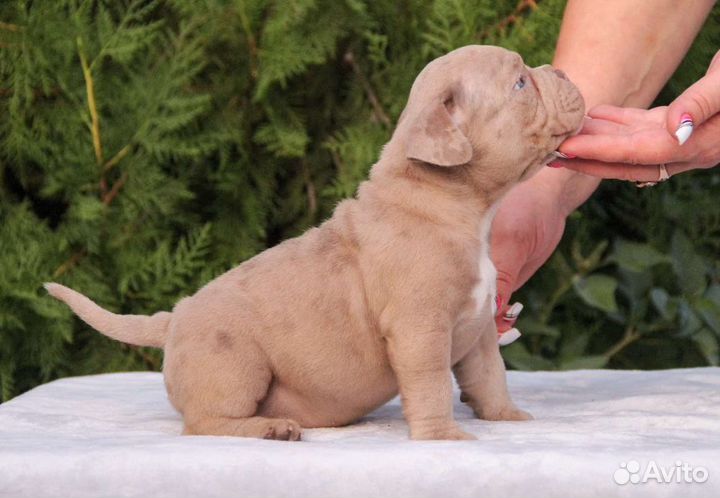 Американский булли