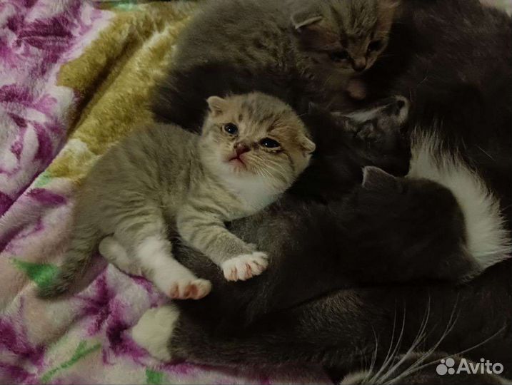 Шотландская