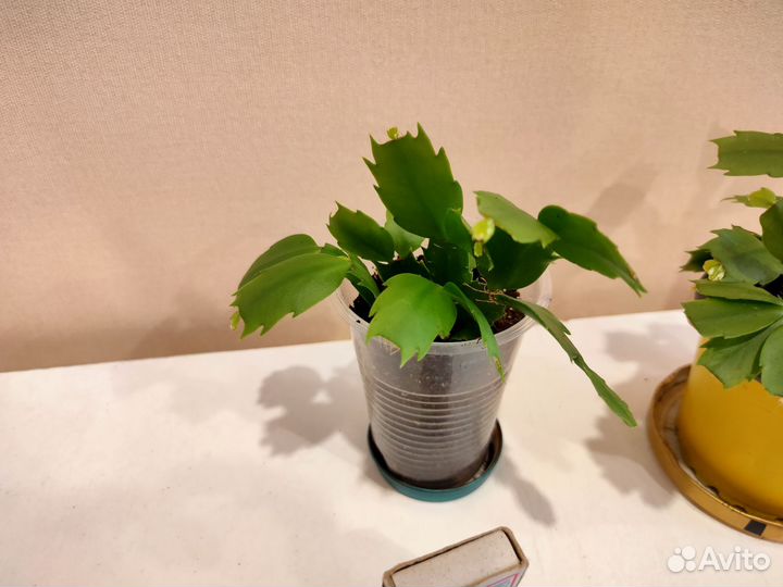 Декабрист (шлюмбергера)