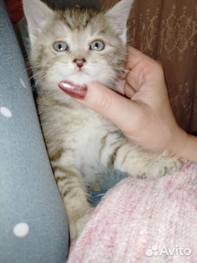 Котёнок