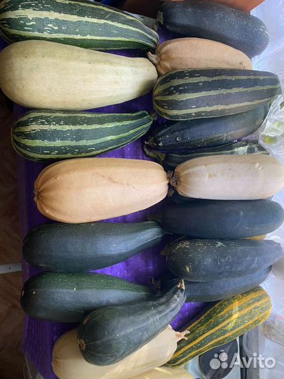 Кабачки домашние
