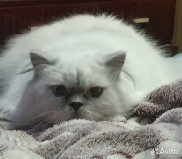 Британец длинношерстный прямоухий