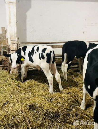 Телята доставка