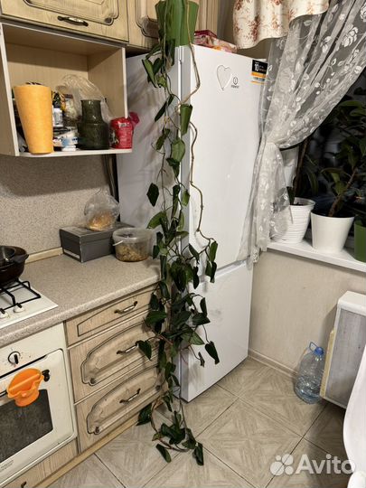 Домашний цветок