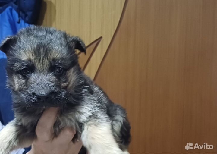 Щенки немецкой овчарки