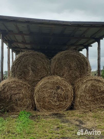 Продам сено в рулонах,урожай 2024