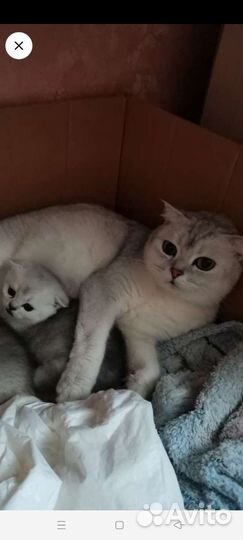 Кошка британская шиншилла