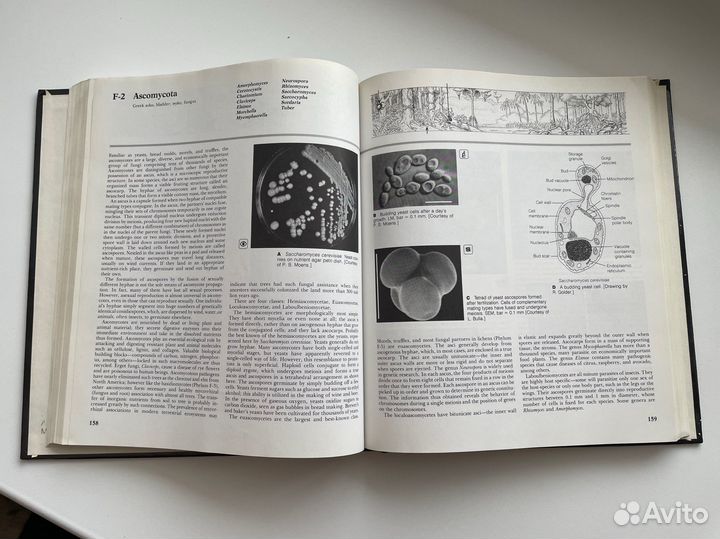 Книга Five Kingdoms