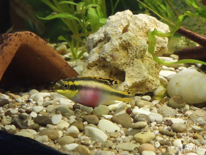 Аквариумные рыбки. Цихлиды.Карликовые цихлиды