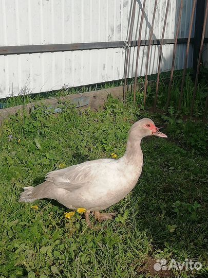 Индоутки тяжёлой линии