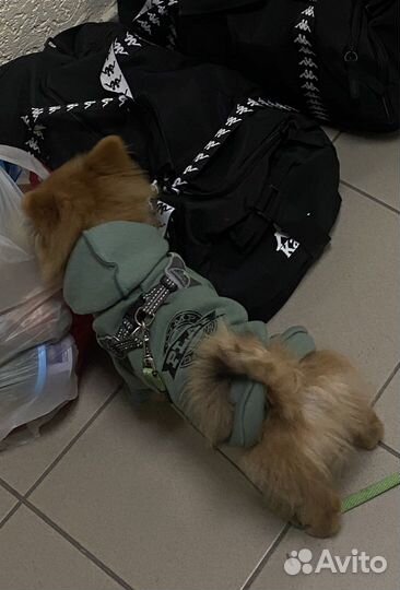 Одежда для собак мелких пород