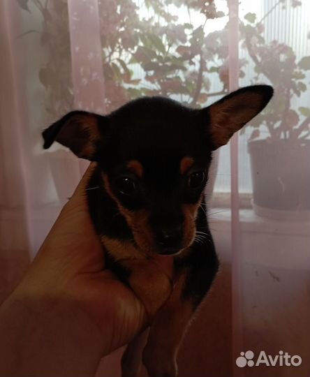 Щенки тойтерьера