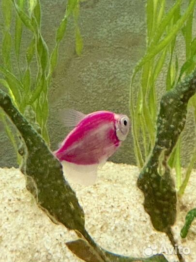 Аквариумные рыбки