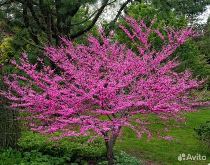 Бересклет крылатый Ива Хакуро Нишики Айва японская