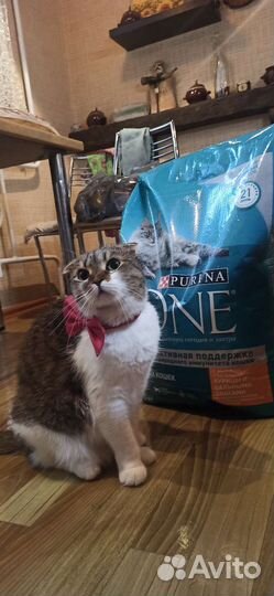 Кошка в добрые руки