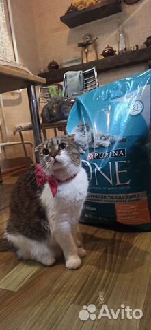 Кошка в добрые руки