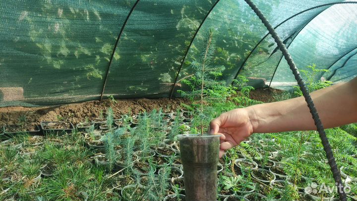 Хвойные и лиственные растения