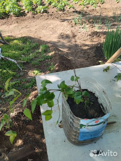 Саженцы клематиса 