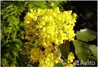Магония падуболистная саженцы