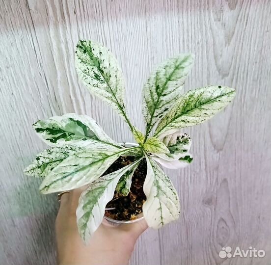 Кроссандра вариегатная