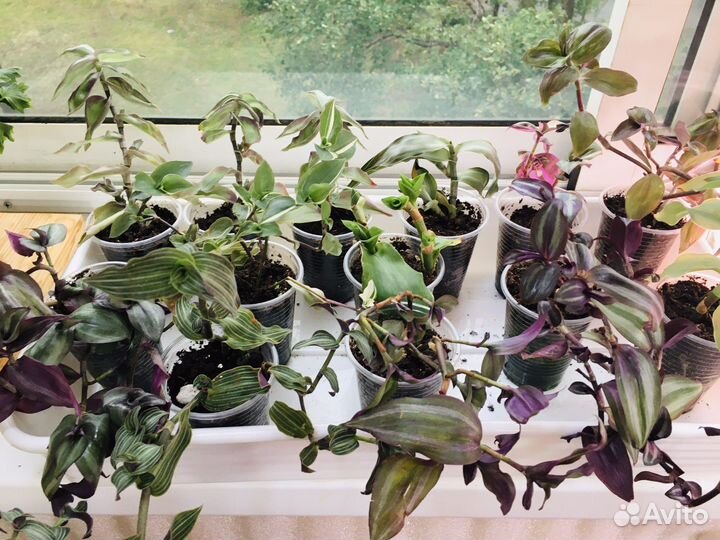 Традесканции И каллизии