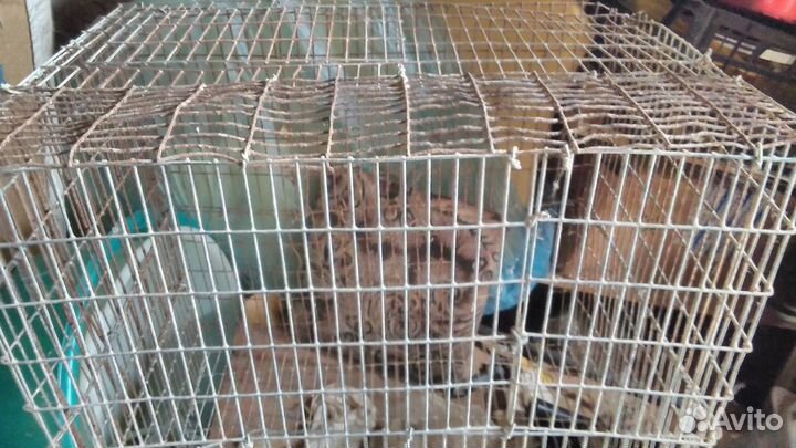 Большая клетка для перевозки курочек и т.д