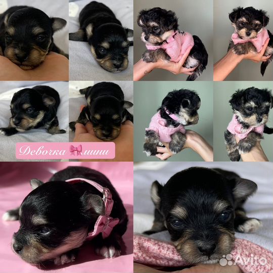 Йоркширский терьер мини беби фейс щенки