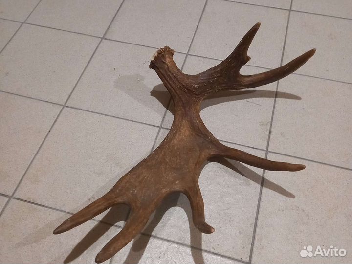 Продам рога лося