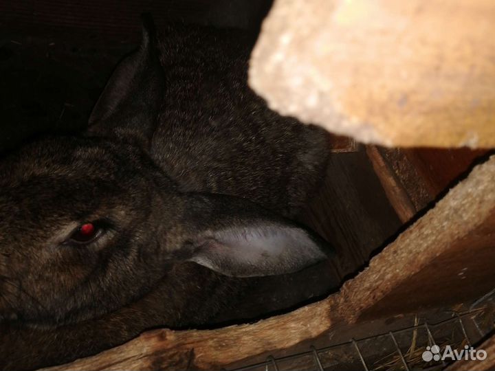 Кролики мясных пород