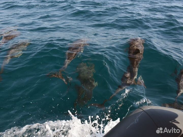 Экскурсия Сочи Экспедиция К Черноморским Дельфинам