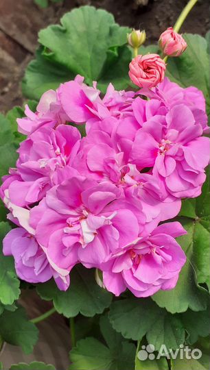 Пеларгонии зонартики