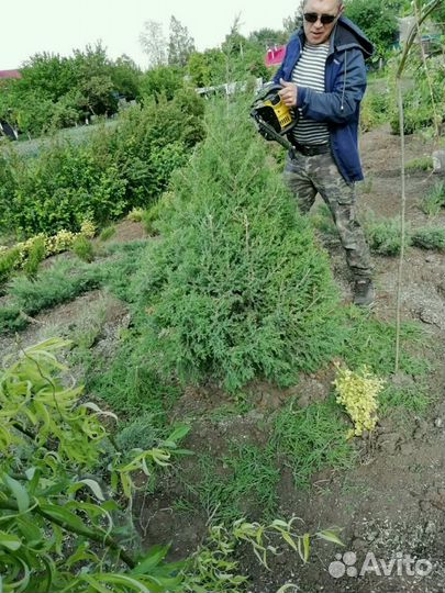 Сад, аварийные деревьев