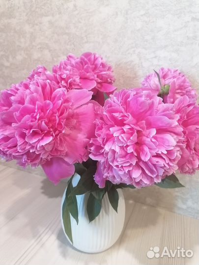 Пионы на букет