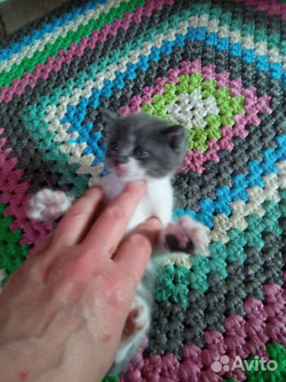 Котята от охотницы