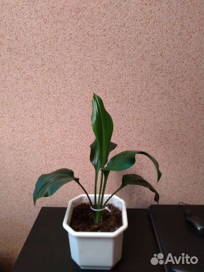 Эухарис амазонская лилия