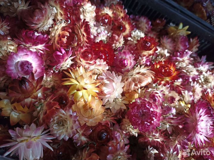 Гелихризум