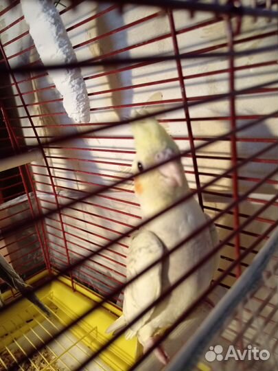 Попугай корелла с клеткой