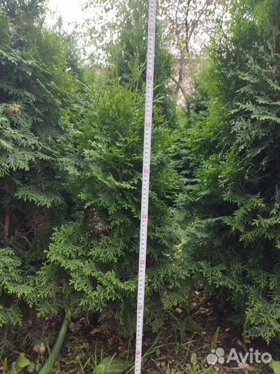 Продажа деревьев