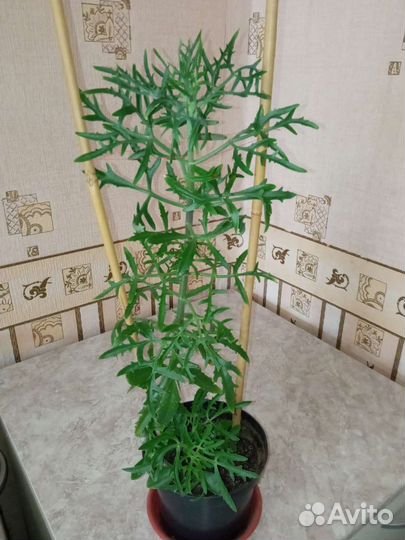 Каланхоэ лечебное,оленьи рожки