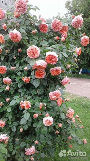 Канадские парковые розы