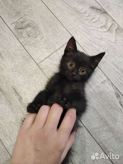 Котёнок от Британской кошки