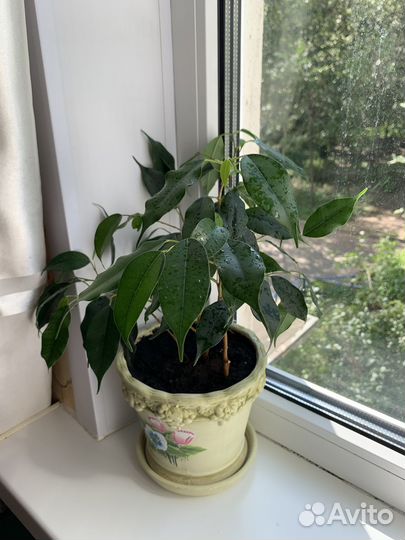 Фикус бенджамина