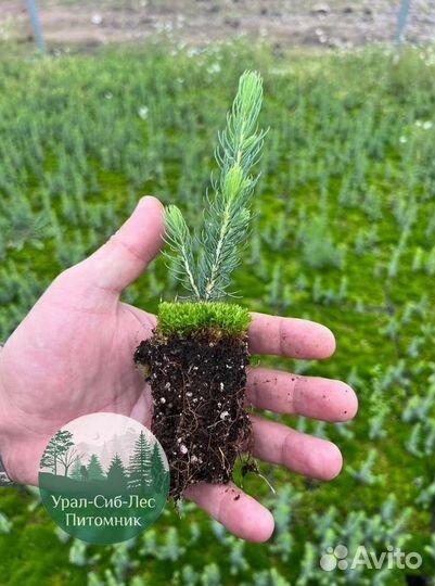 Зкс и окс Сосна Ель Лиственница сеянцы Голуб горн