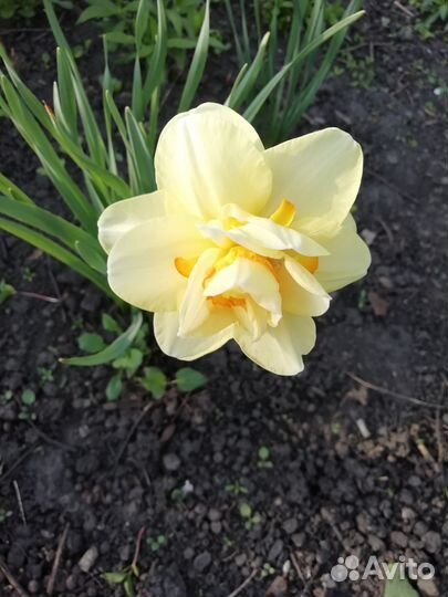 Цветы садовые, многолетники