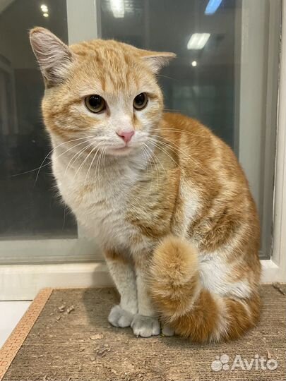 Коты в добрые руки