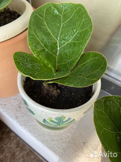 Фикус лирата бамбино