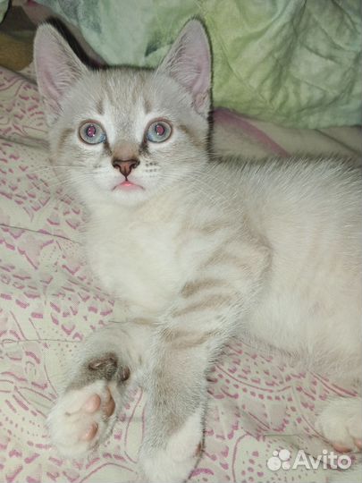 Котенок. Кошка. В хорошие руки