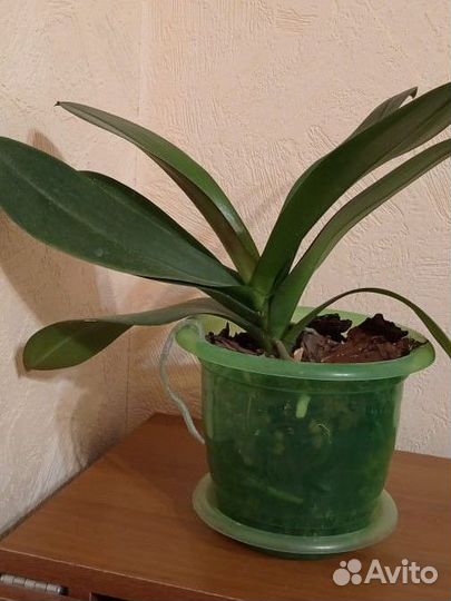 Орхидея фаленопсис